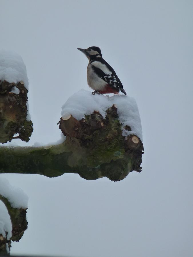 B&B Aan De Burgt Boekel Esterno foto